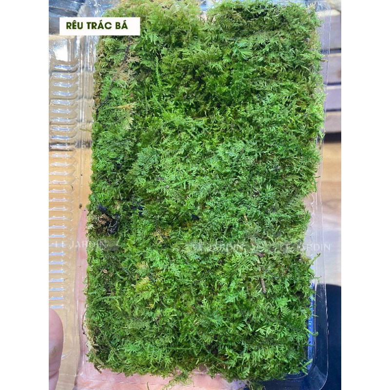 Rêu Trác Bá/ Trắc Bá set bình terrarium, gắn lũa, đá hồ bán cạn