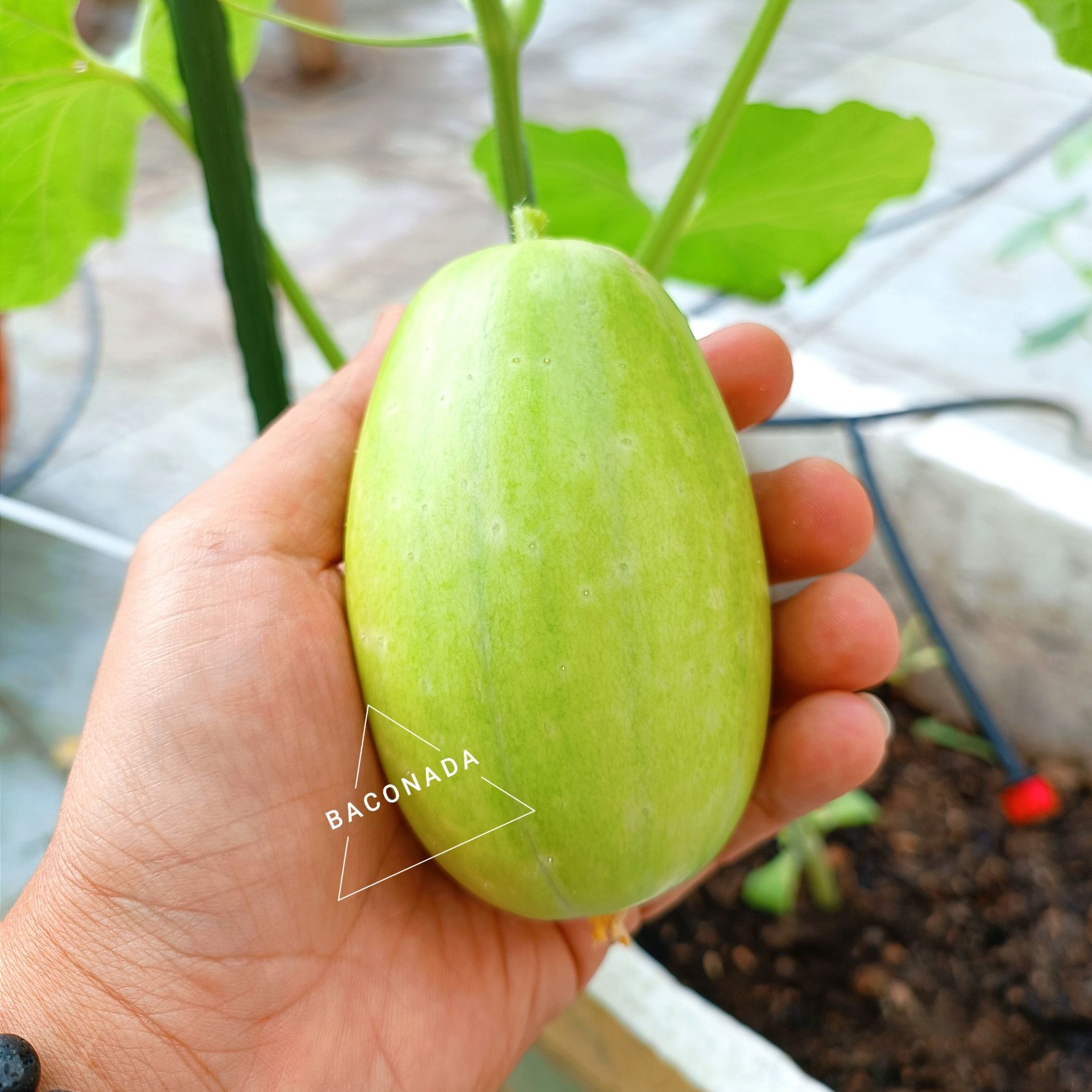 Hạt giống dưa chuột ngọc nữ (dưa chuột táo)