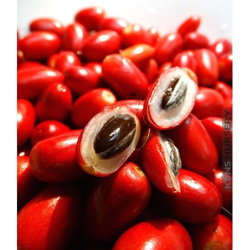 Cây thần kì - Cây ăn quả độc đáo mang lại sự thích thú khi sử dụng