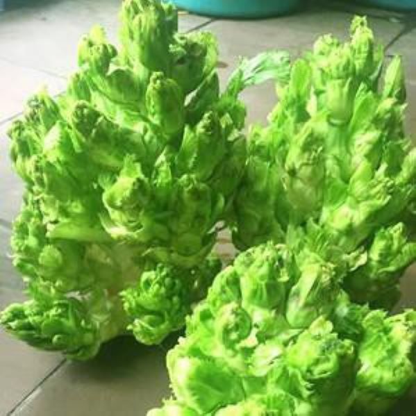 Hạt_Giống_Cải_Mầm_Đá 100 hạt ( tặng kèm kích mầm và phân bón)