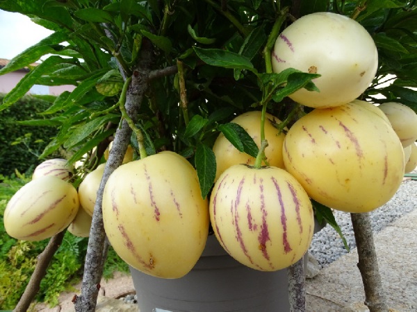 Hạt giống dưa pepino .