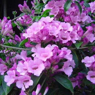 Cây Lan tỏi ( Hồng Anh ) chiết cành lớn