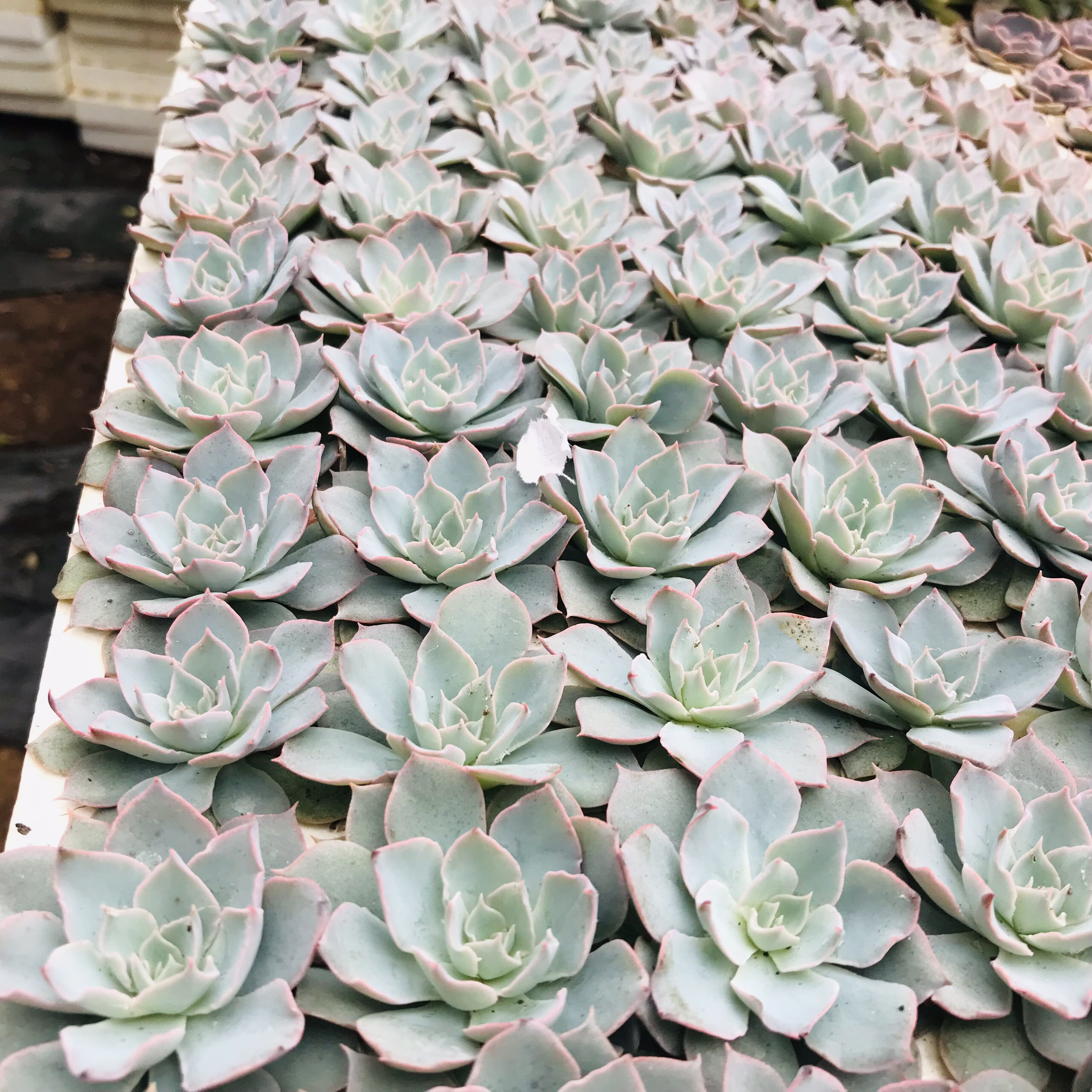 SEN ĐÁ HỒNG PHẤN SIZE MINI KHOẺ ĐẸP LỖI 1 ĐỔI 1