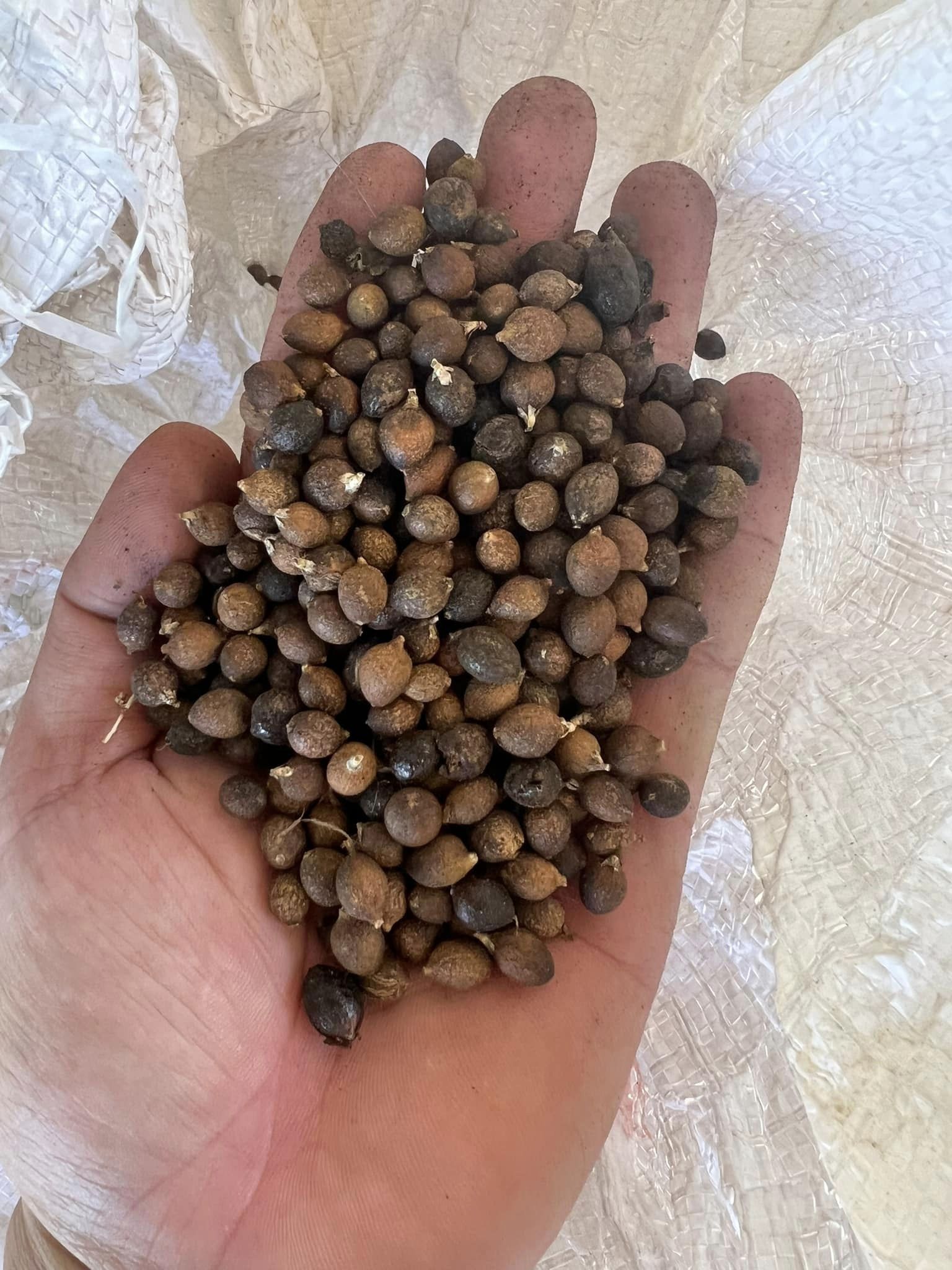 Hạt giống cây cọ mỹ ( Pritchardia filifera ) - gói 3 hạt