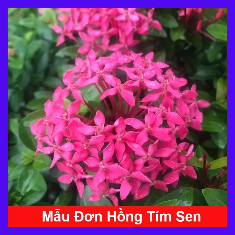 Mẫu Đơn Hồng Tím Sen - Cây cảnh sân vườn - cây cảnh trong nhà - caykiengsadec