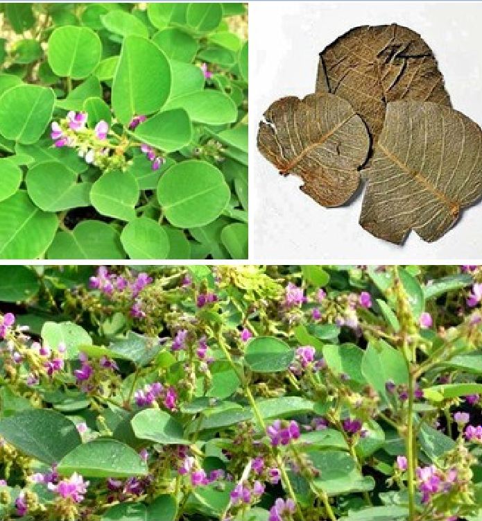 Hạt Giống Kim tiền thảo ( cây dược liệu ) - Gói 50 hạt