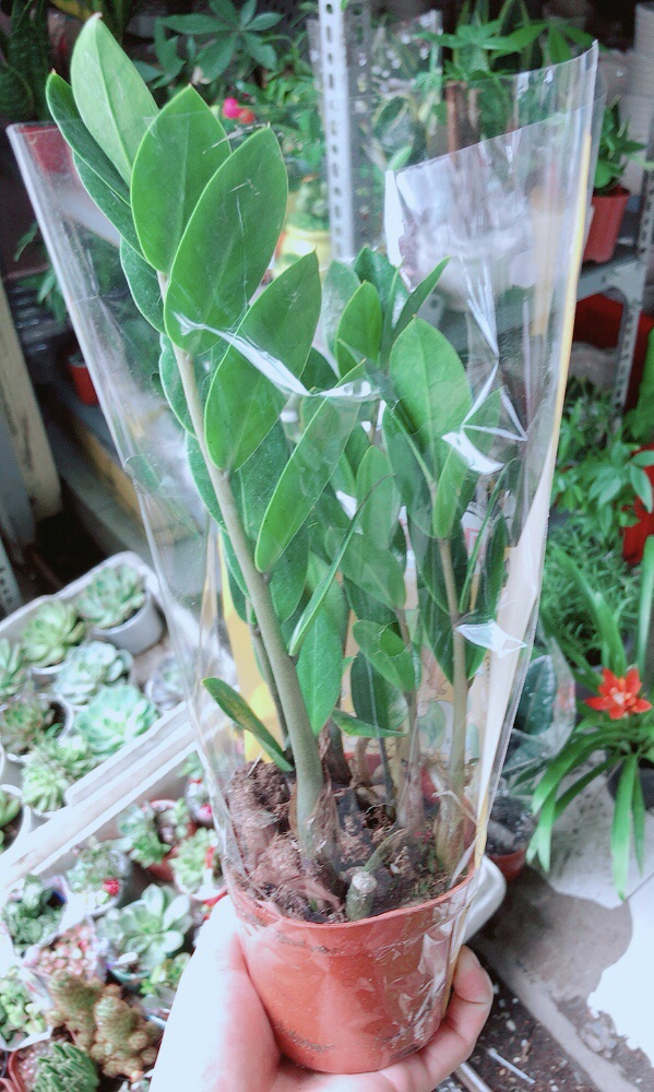 [HCM]Kim Tiền Thái