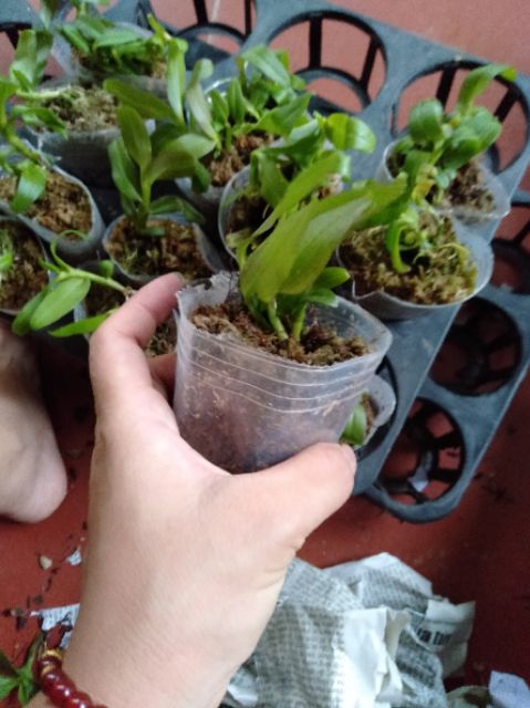 [Viện Nghiên Cứu Di Chuyền Nông Nghiệp] Hoa phong lan phi điệp ám phú thọ