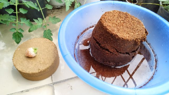 Bánh nén mụn dừa đã xử lý (viên nén xơ dừa)