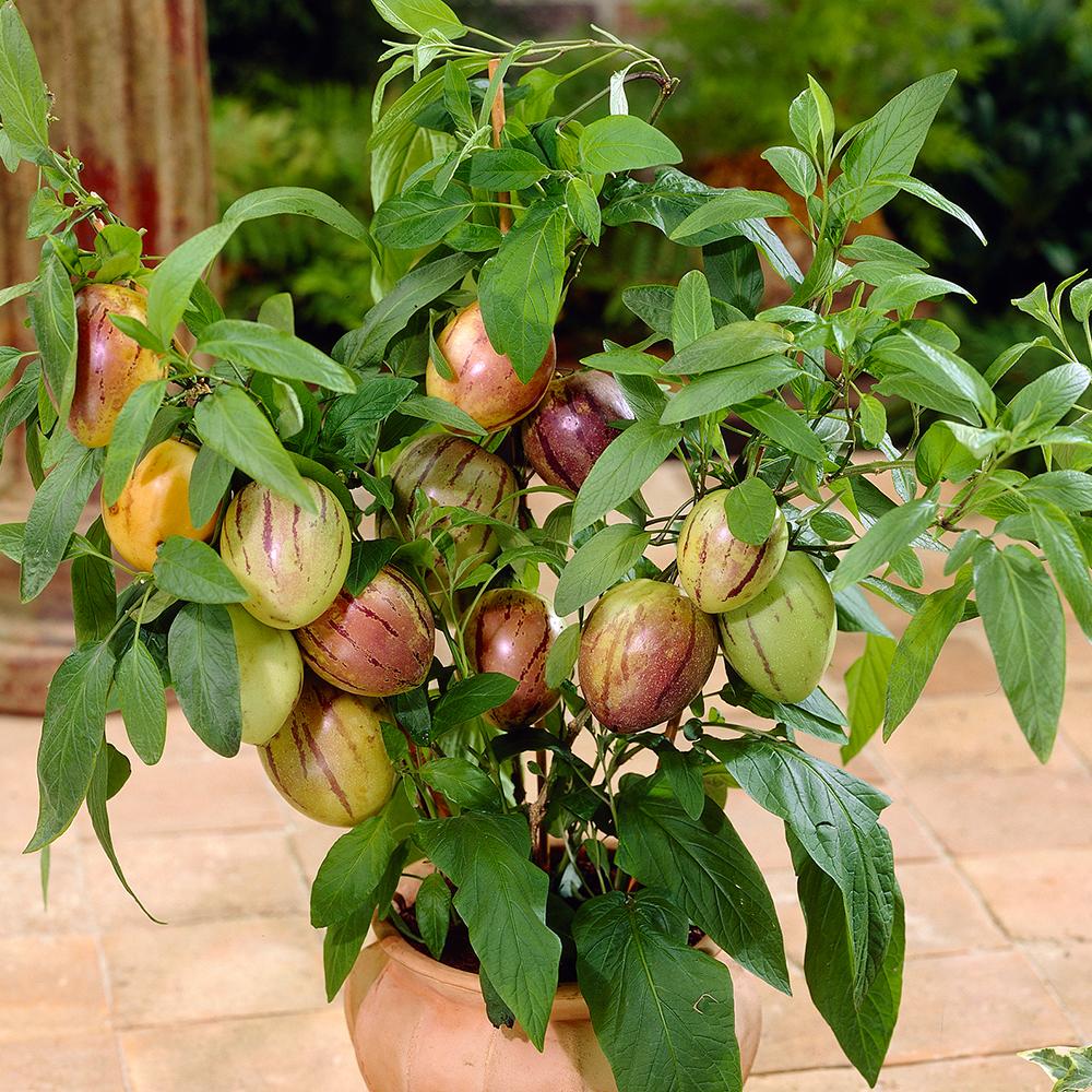 Hạt giống dưa  PEPPINO