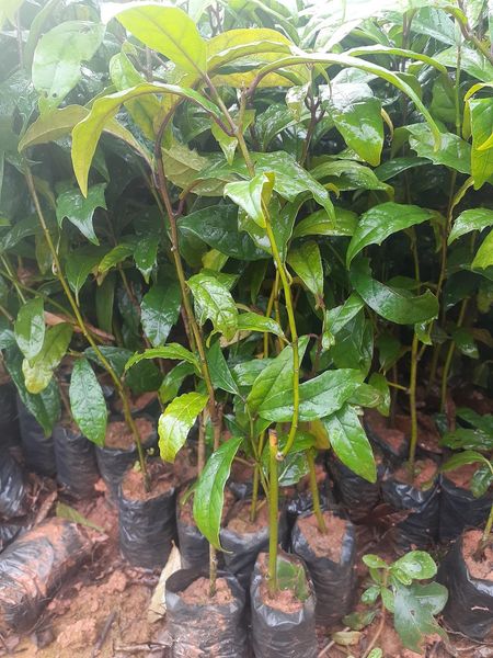 COMBO 5 CÂY GIỐNG XẠ ĐEN HÒA BÌNH - CÂY DƯỢC LIỆU