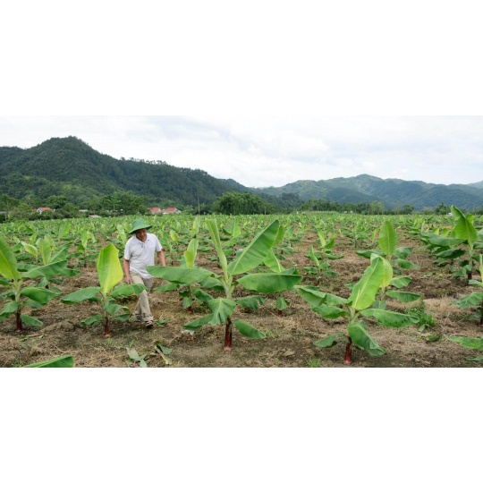 2 Cây giống Chuối Sứ [Hay còn gọi là Chuối Xiêm, chuối Mốc ] (Mới)