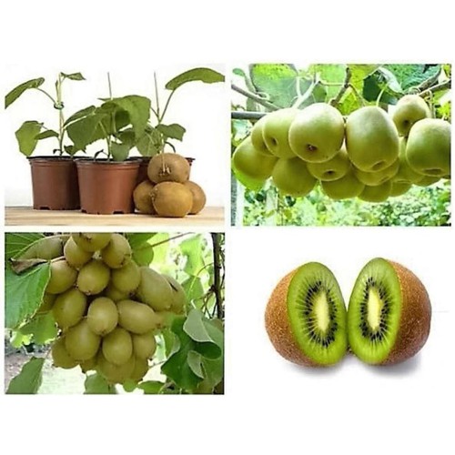 [HCM]HẠT GIỐNG KIWI F1