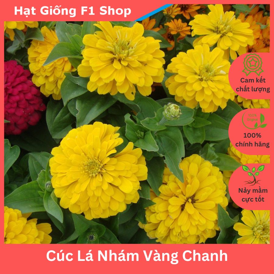 Hạt Giống Hoa Cúc Lá Nhám (Cúc Zinnia) Vàng Chanh (007.F1)