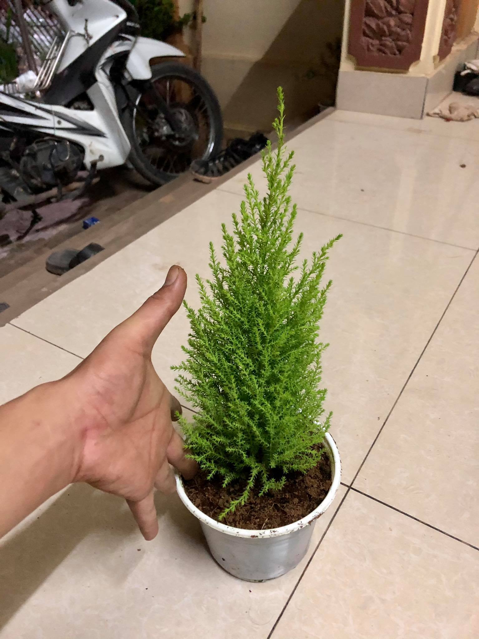 Cây tùng thơm cao 30 cm