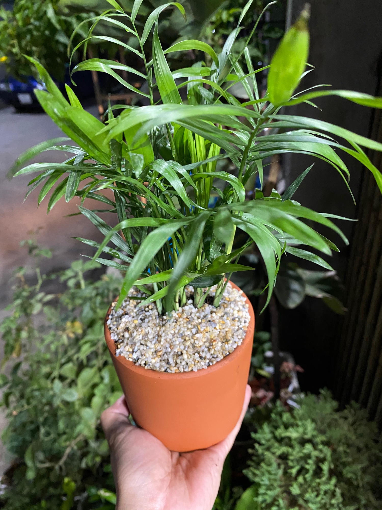 CAU TIỂU TRÂM - TẶNG CHẬU ĐỂ BÀN ĐẸP