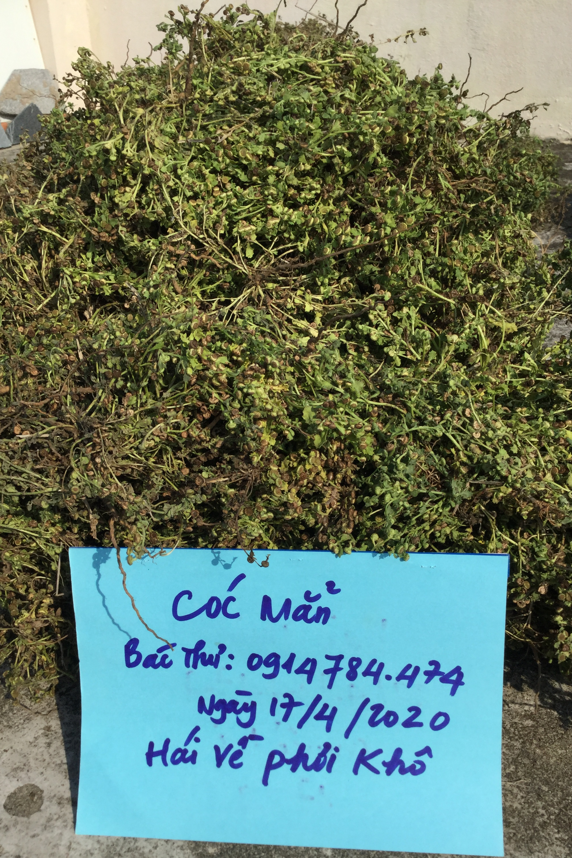cây cóc mẳn