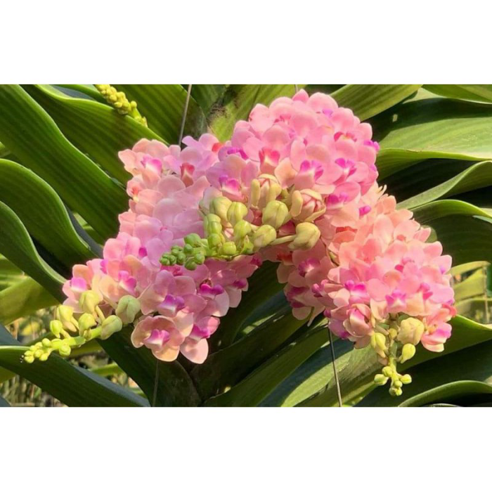 Lan Ngọc điểm, Nghinh xuân, đai châu năm 2 chưa nụ