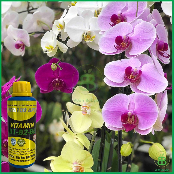 Phân Bón Lá Vitamin B1-B2-B6 VITA100 APC Chai 100ML