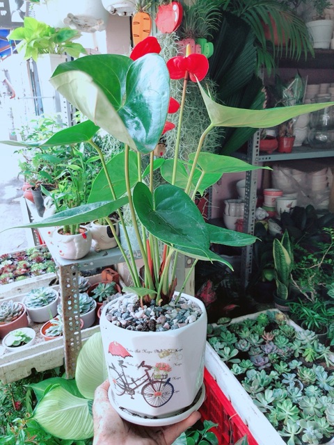 [HCM]Chậu Cây Hồng Môn