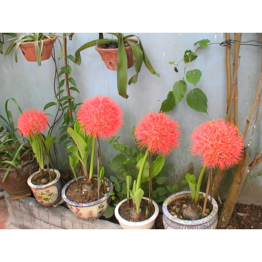 Củ hoa hồng tú cầu - 1 củ