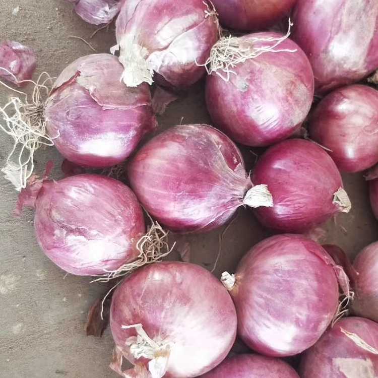 500gr Hành tím Ấn Độ củ to dùng chế biến món ăn