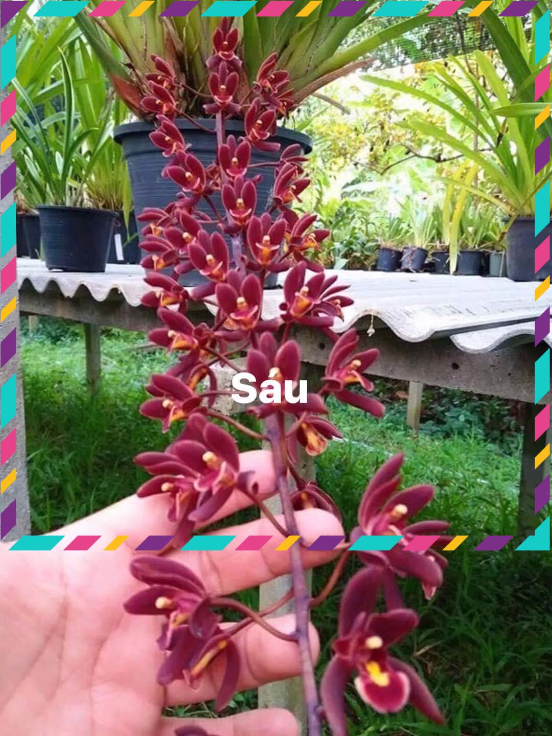 Hoa Lan kiếm Thái(1 cây)