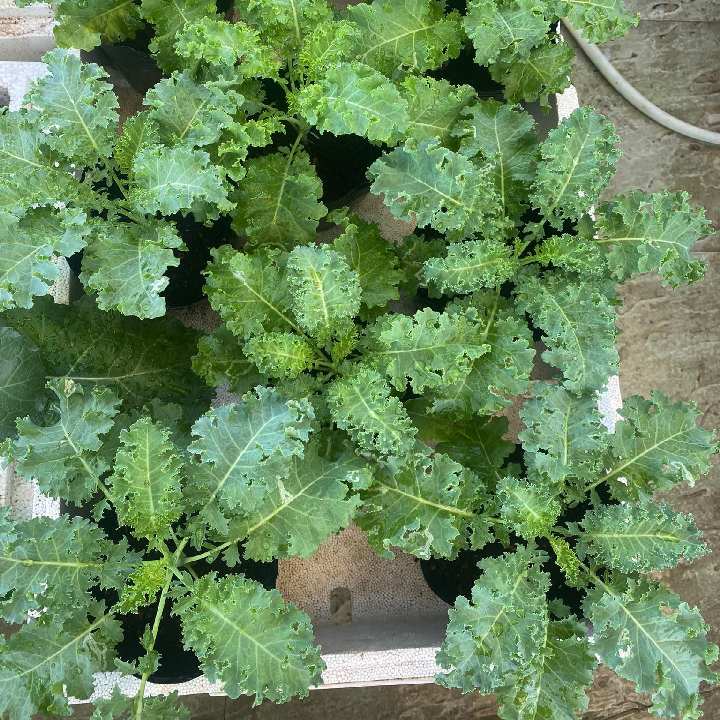 [Hạt giống Mỹ] Hạt giống cải kale Mỹ Oldenbor