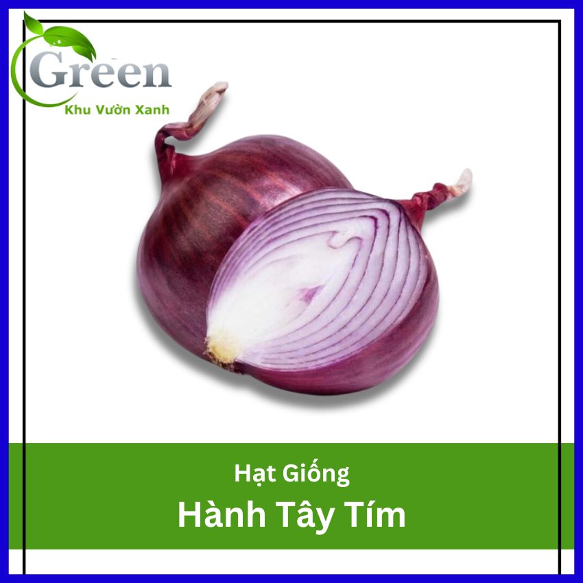 Hạt Giống Hành Tây Tím
