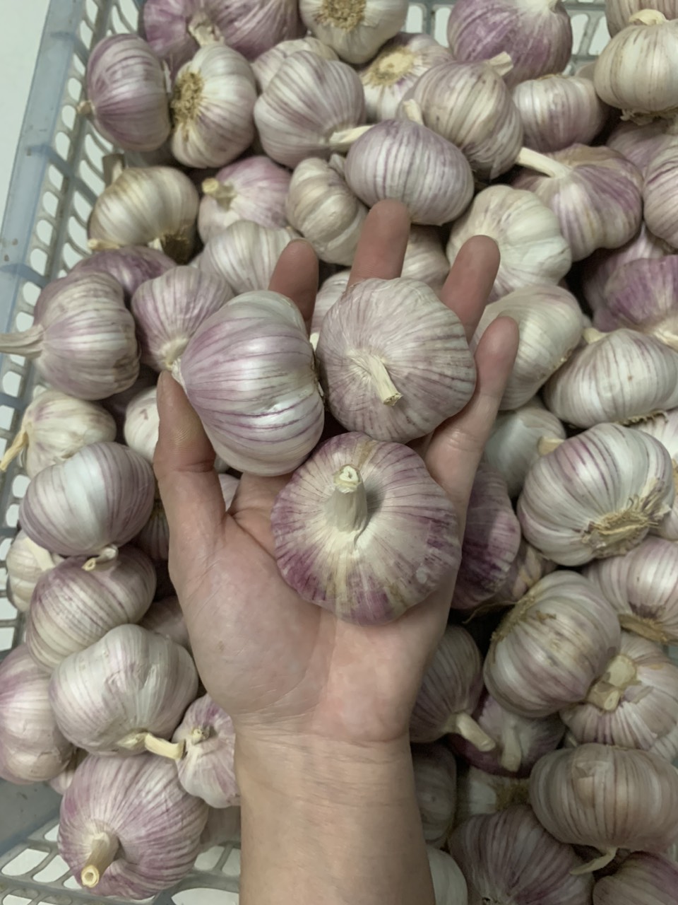 Tỏi lụa phan rang 1kg