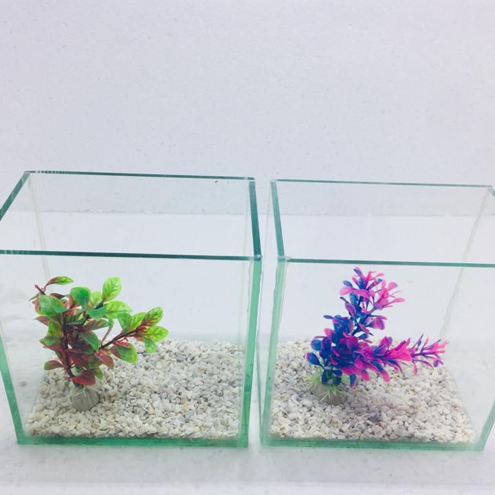 Bể cá mini để bàn combo 2 bể