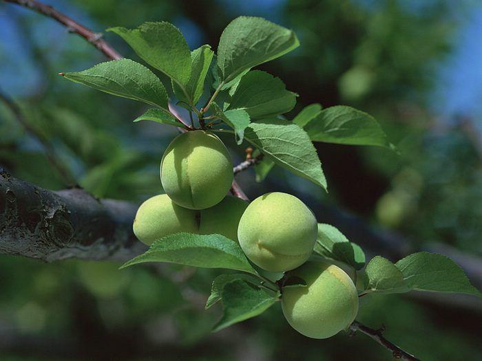 Cây giống quả Mơ Xanh ( cây mơ chua)