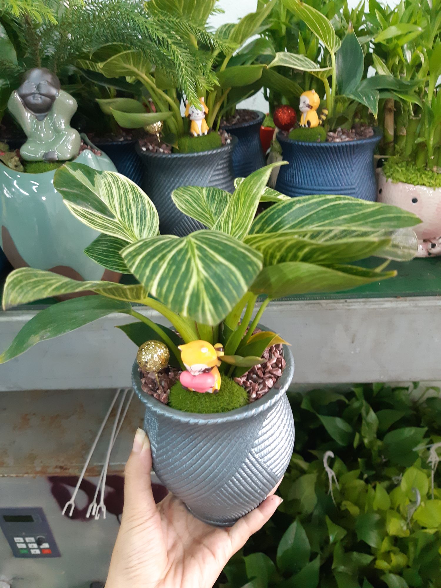 vạn niên thanh mix chậu