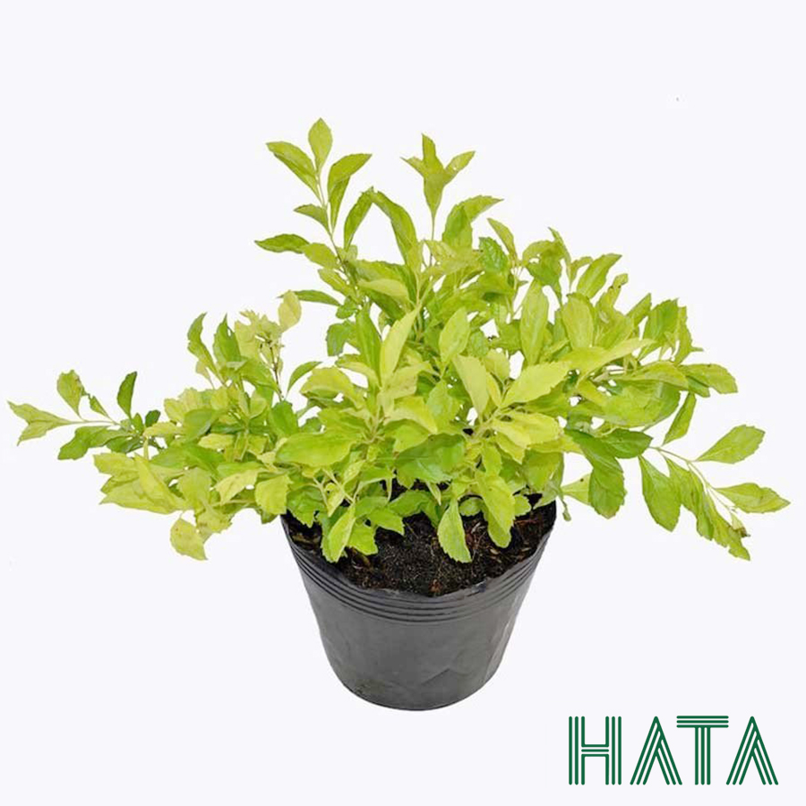 Cây chuỗi ngọc, cây trồng viền tạo cảnh quan xanh. hatagarden