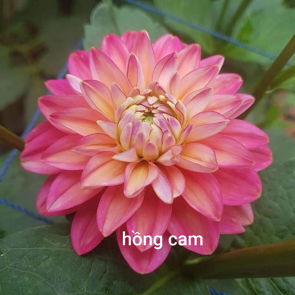Củ Giống Thược Dược Ngoại (Giống Hoa)