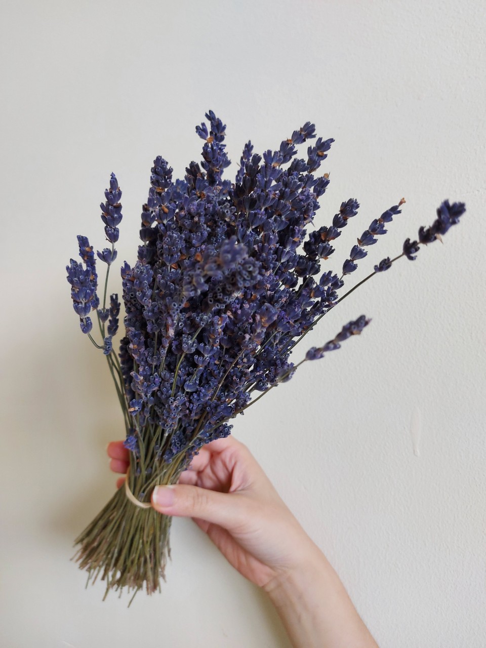 Bó Lavender khô Pháp 300 cành