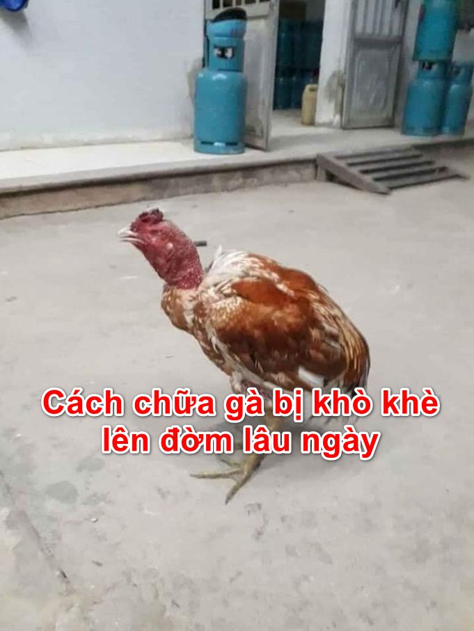 Hen tiêm GÀ ĐÁ SUPER MELTED - IM (chai 5ml)