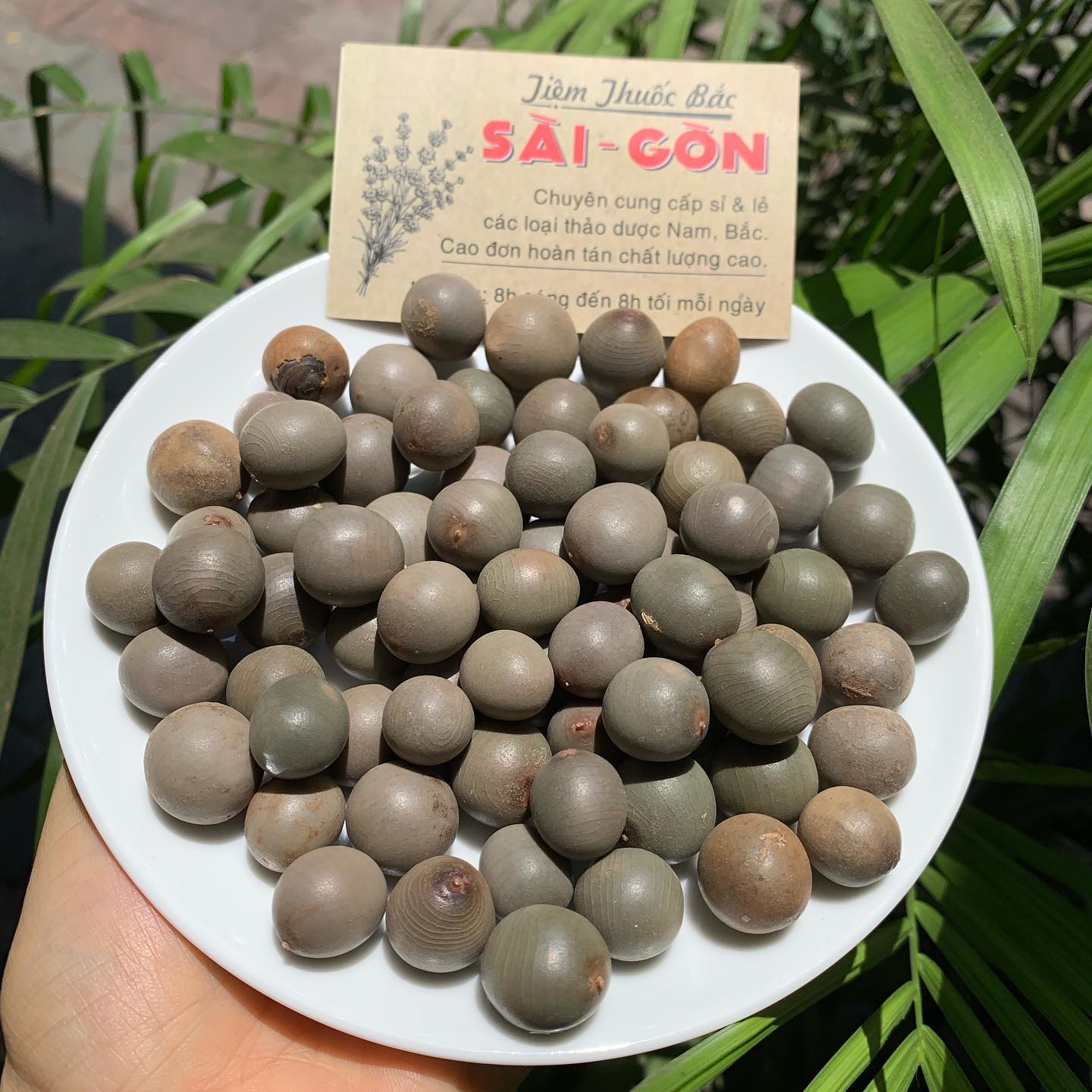 HẠT MÓC M.ÈO 100GRAM