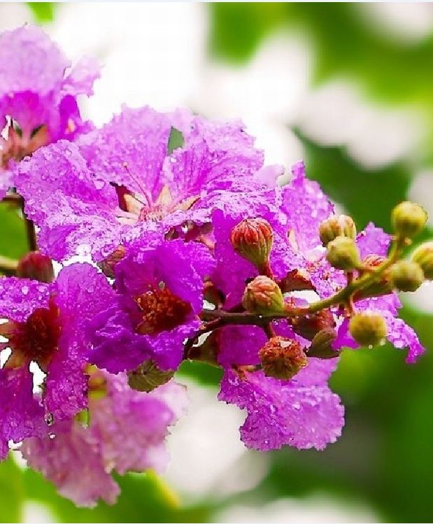 Hạt Giống Hoa Bằng Lăng Tím - ( 30 hạt/gói )