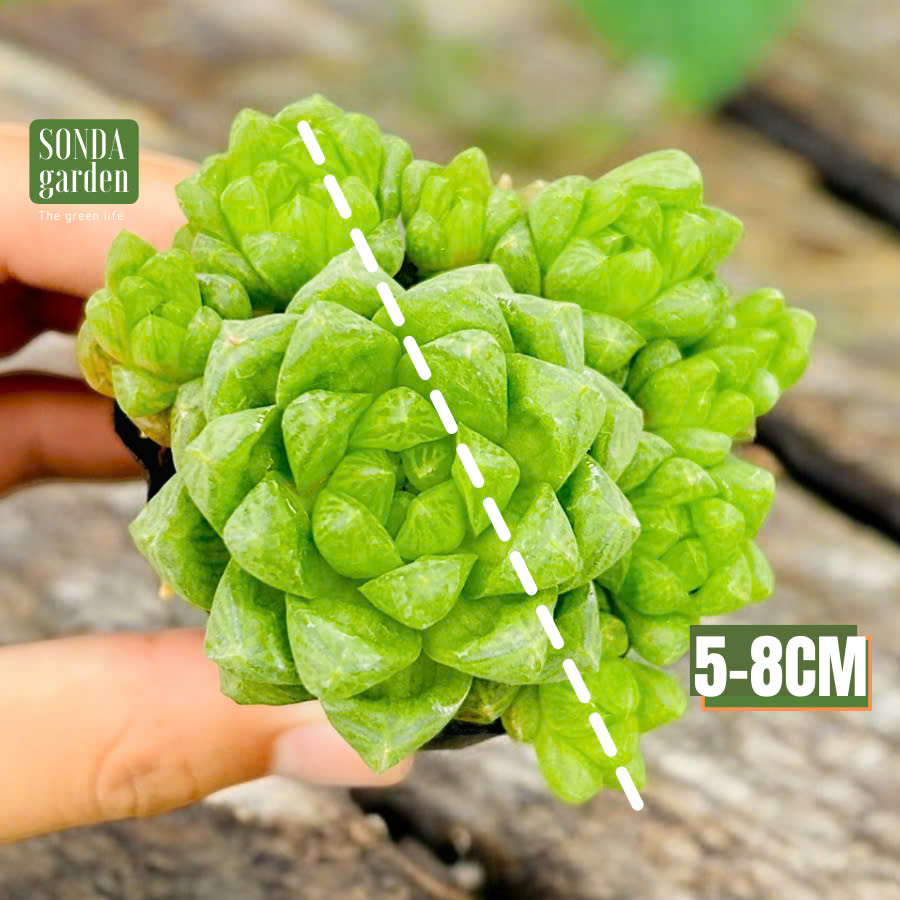 SEN ĐÁ NGỌC LÁ BÉ SIZE BÉ KHOẺ ĐẸP LỖI 1 ĐỔI 1