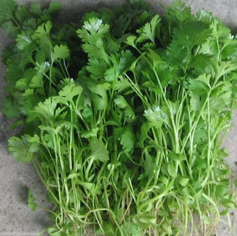 Gói 20g hạt giống ngò Bạc Liêu