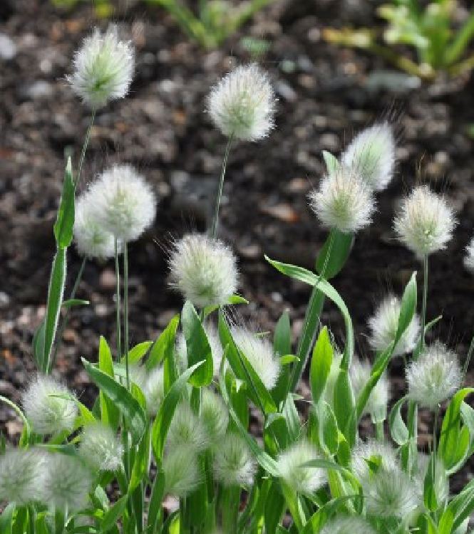 Rabbit Tail Grass Seeds (1 Pack of 100 Seeds)