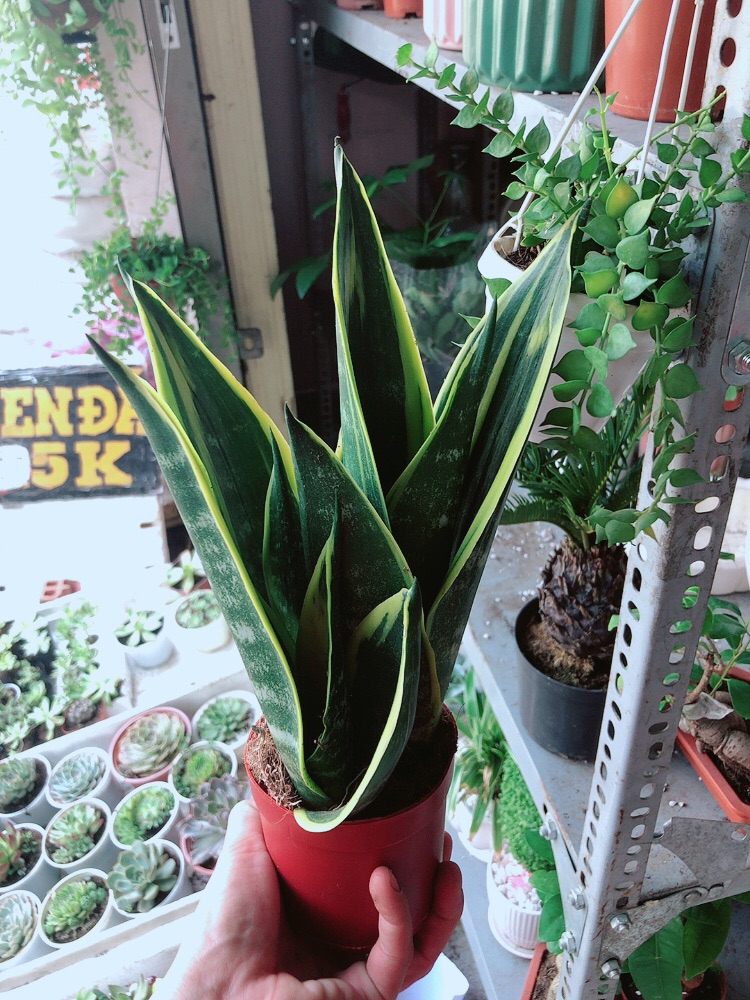 Chậu lưỡi hổ hoàng kim