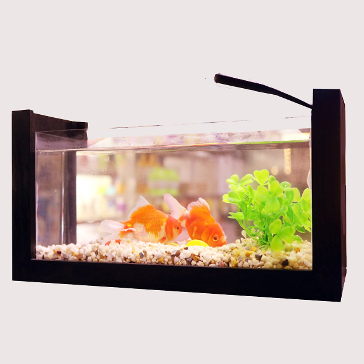 Bể cá mini khung gỗ