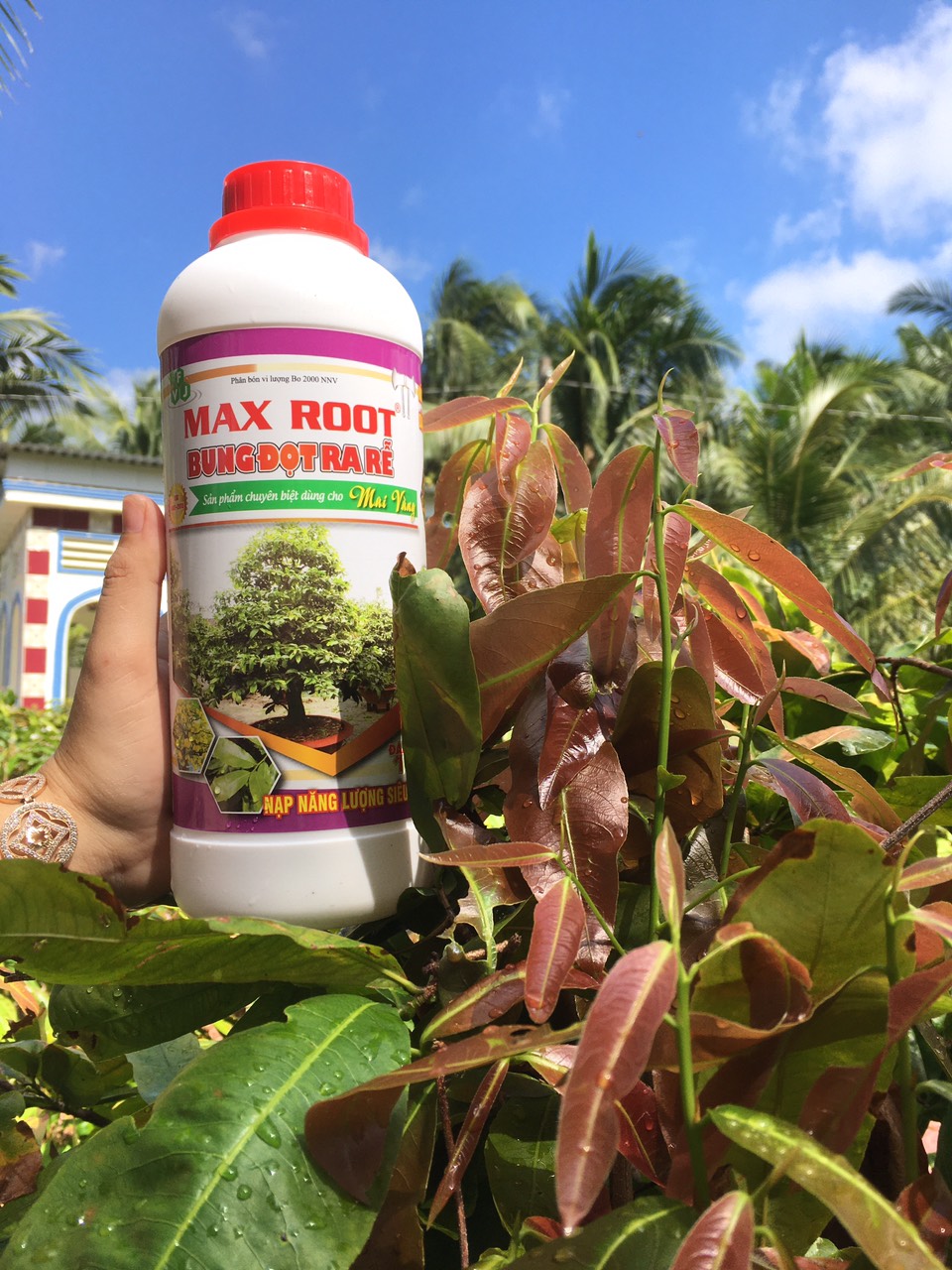 Phân bón Maxroot Bung Đọt Ra Rễ Mai Vàng