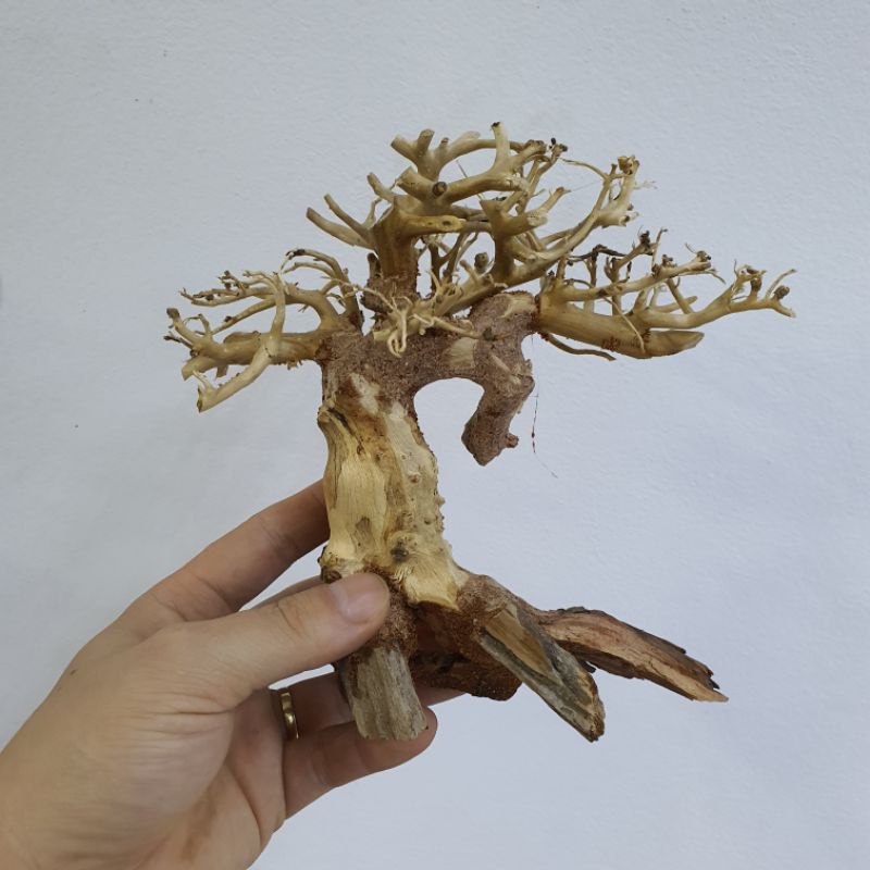Cây lũa bonsai trang trí hồ bể cá thủy sinh đẹp giá rẻ