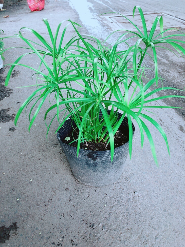 Cây Thuỷ Trúc