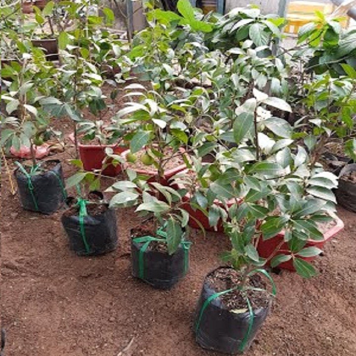 Cây giống Thanh trà ngọt - C087