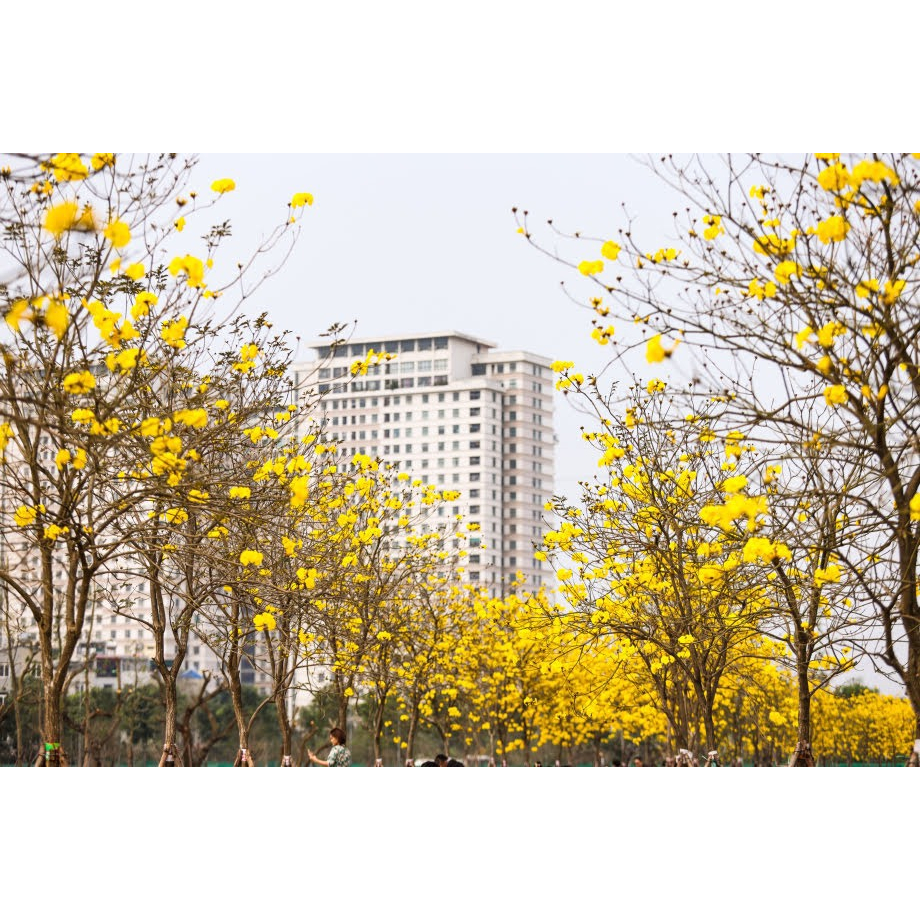 Cây giống phong linh hoa vàng