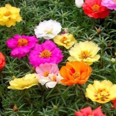 Hạt Giống Hoa Mười Giờ Nhiều Màu (200 Hạt)